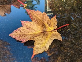 Autumn leaf