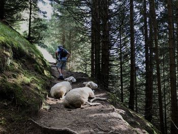 People on rocks in forest