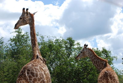 View of giraffe against sky