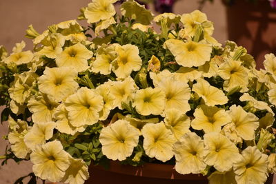 Close-up of yellow flowering plant