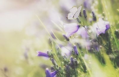 Close-up of purple flowering plant on field
