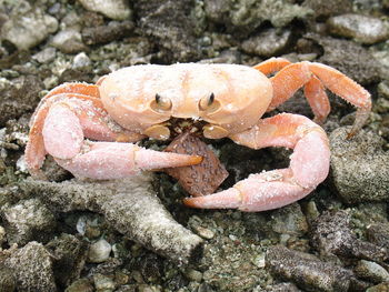 Close-up of lizard on beach