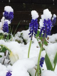 Close-up of frozen flowers in winter