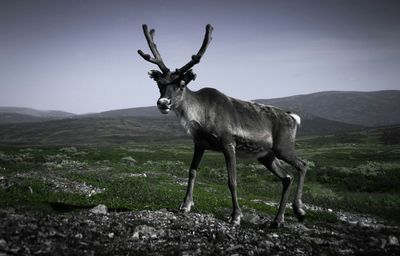 Animal walking on field against sky