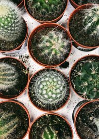 Full frame shot of potted plants