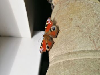 High angle view of ladybug