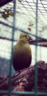 Close-up of bird perching on branch