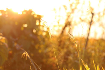 Close-up of wheat growing on field at sunset