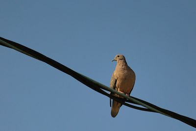 Low angle view of bird perching on branch against clear sky