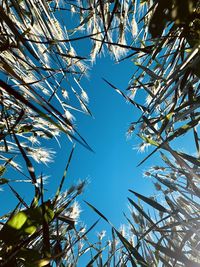 Low angle view of tree against blue sky