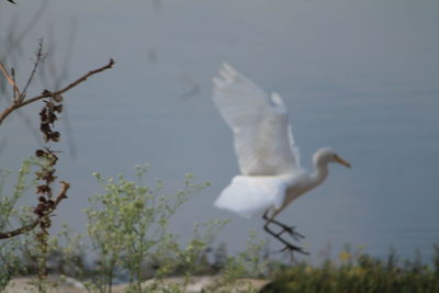Close-up of swan flying against sky