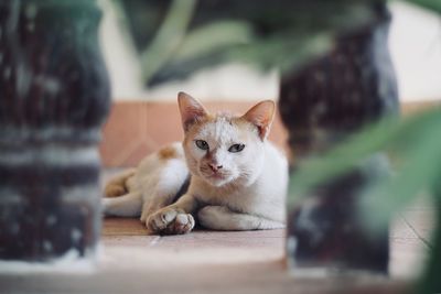 Portrait of cat relaxing on floor