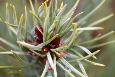 Close-up of a lizard on plant