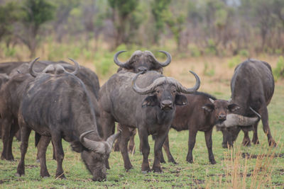 Water buffaloes on field against sky