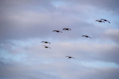 Low angle view of birds flying in sky