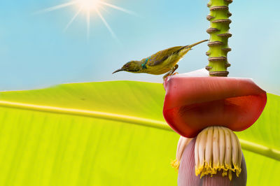 Low angle view of bird on flower against sky