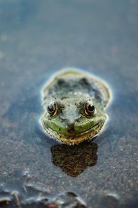 Close-up portrait of frog in water