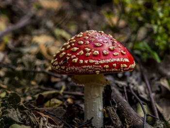 Close-up of fly agaric mushroom