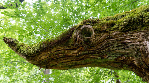 Lot's of lush green foliage and this large tree arm