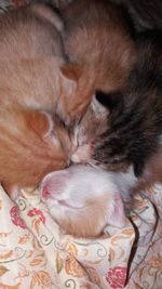 Close-up of cat sleeping on bed