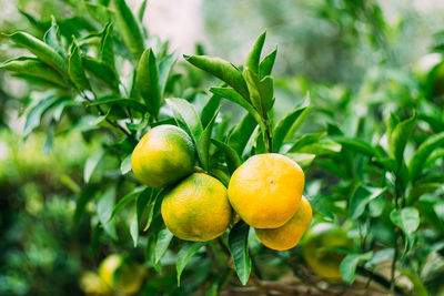 Close-up of fruit growing on tree