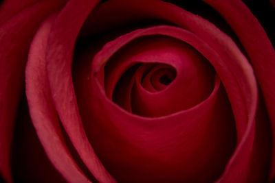 Close-up of fresh red rose flower