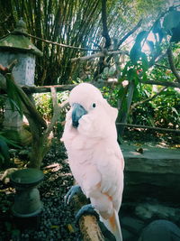 Bird perching on a tree