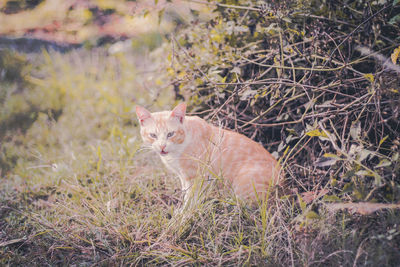 Portrait of cat on field