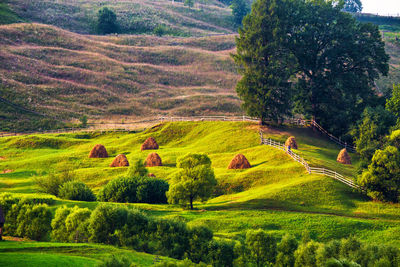 Scenic view of rural landscape