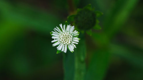 Close-up of white flowering plant