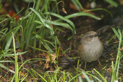 Close-up of bird perching on grass