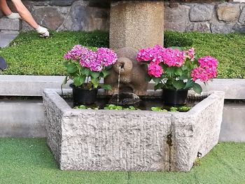 View of fountain against plants