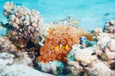 Close-up of fish swimming in sea