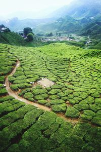 Scenic view of agricultural field