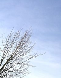 Low angle view of birds flying against sky