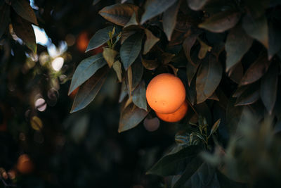 Close-up of orange fruits on tree