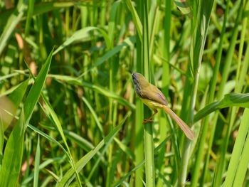 Close-up of bird perching on grass