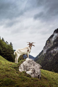 View of horse standing on rock against sky