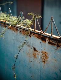 Close-up plant on abandoned rusty metal fence