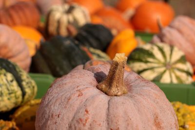 Close-up of pumpkin for sale at market