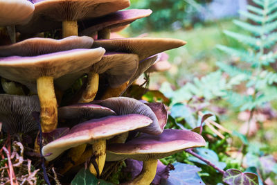 Close-up of mushroom growing on field