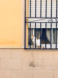 Cat on wall of building