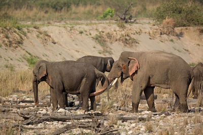 Side view of elephant walking on land