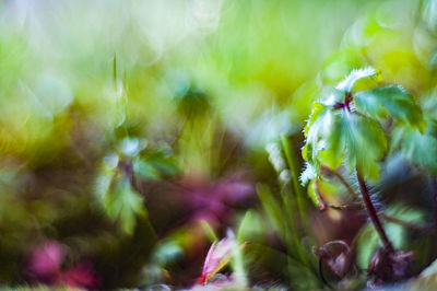 Close-up of fresh flower plant