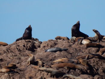 Bird on rock against clear blue sky