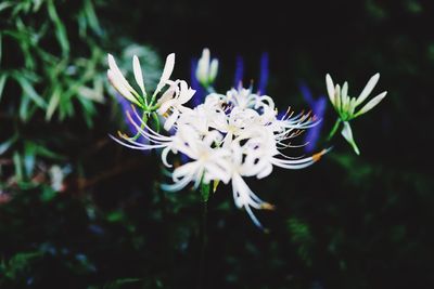 Close-up of white flowering plant