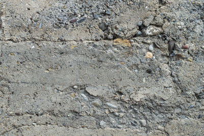 Close-up of lizard on rock