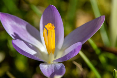 Close-up of purple crocus flower