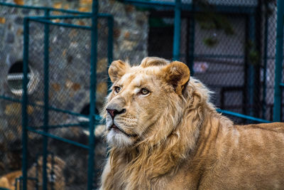 Beautiful portrait of a male lion. male lion lying down and looking into the distance.