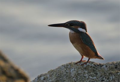 Close-up of bird perching on rock